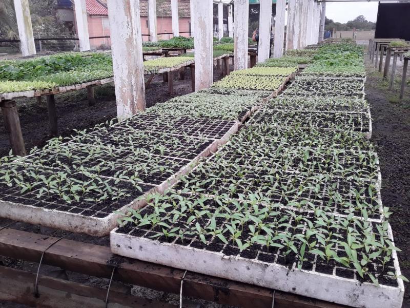 Parceria com agricultores para produção de mudas